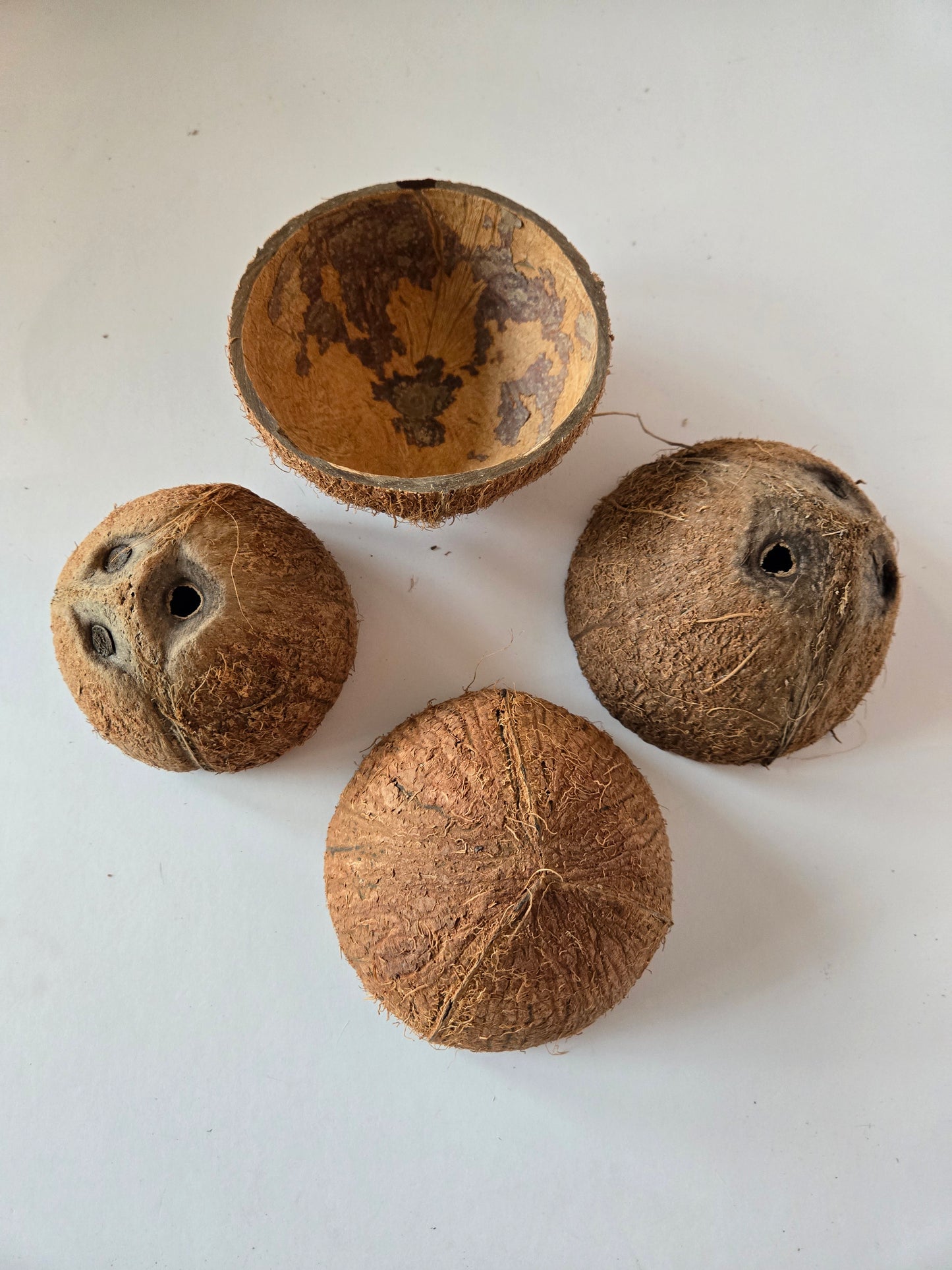 Coconut Shell Half