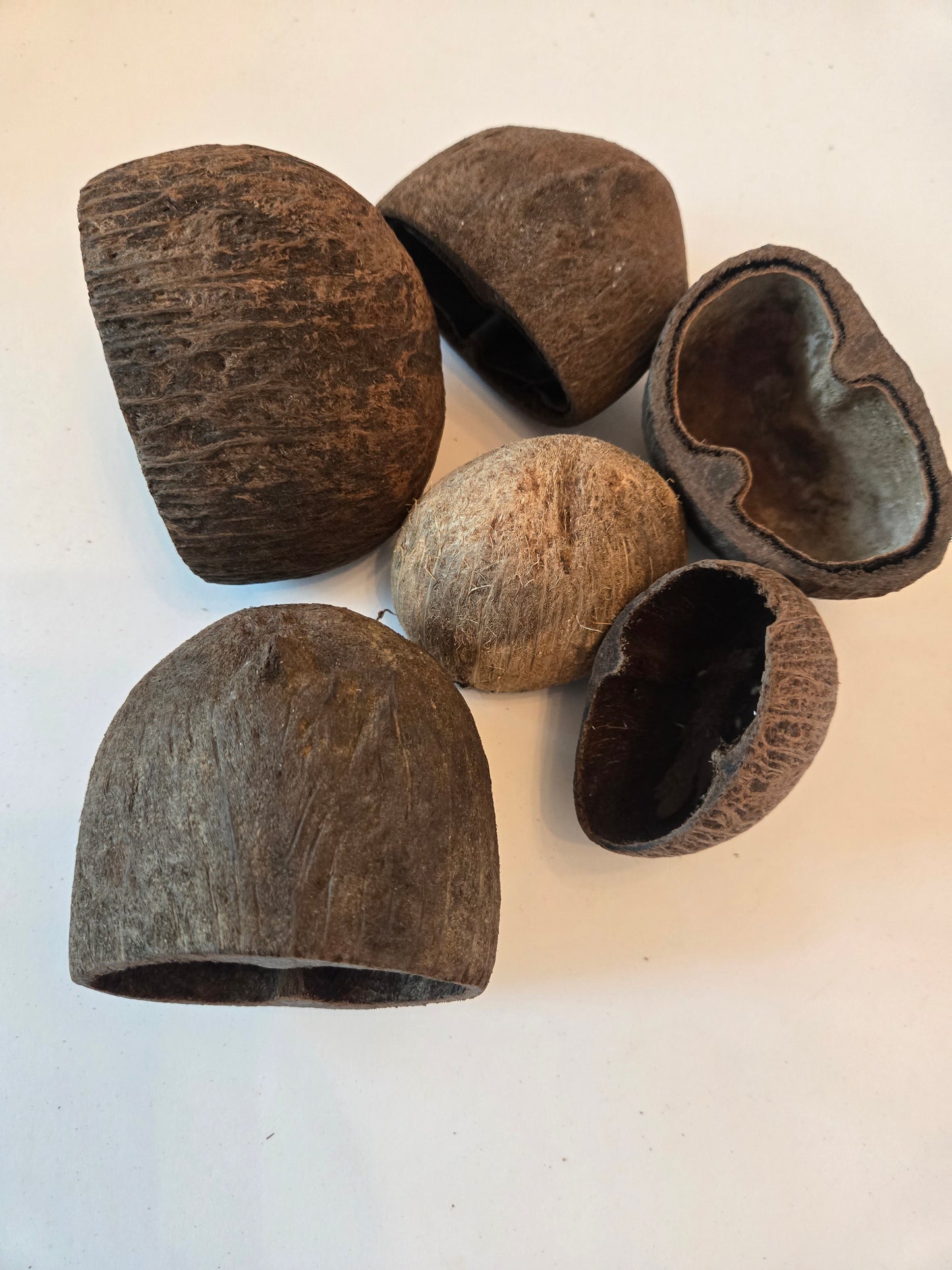 Palm Pod