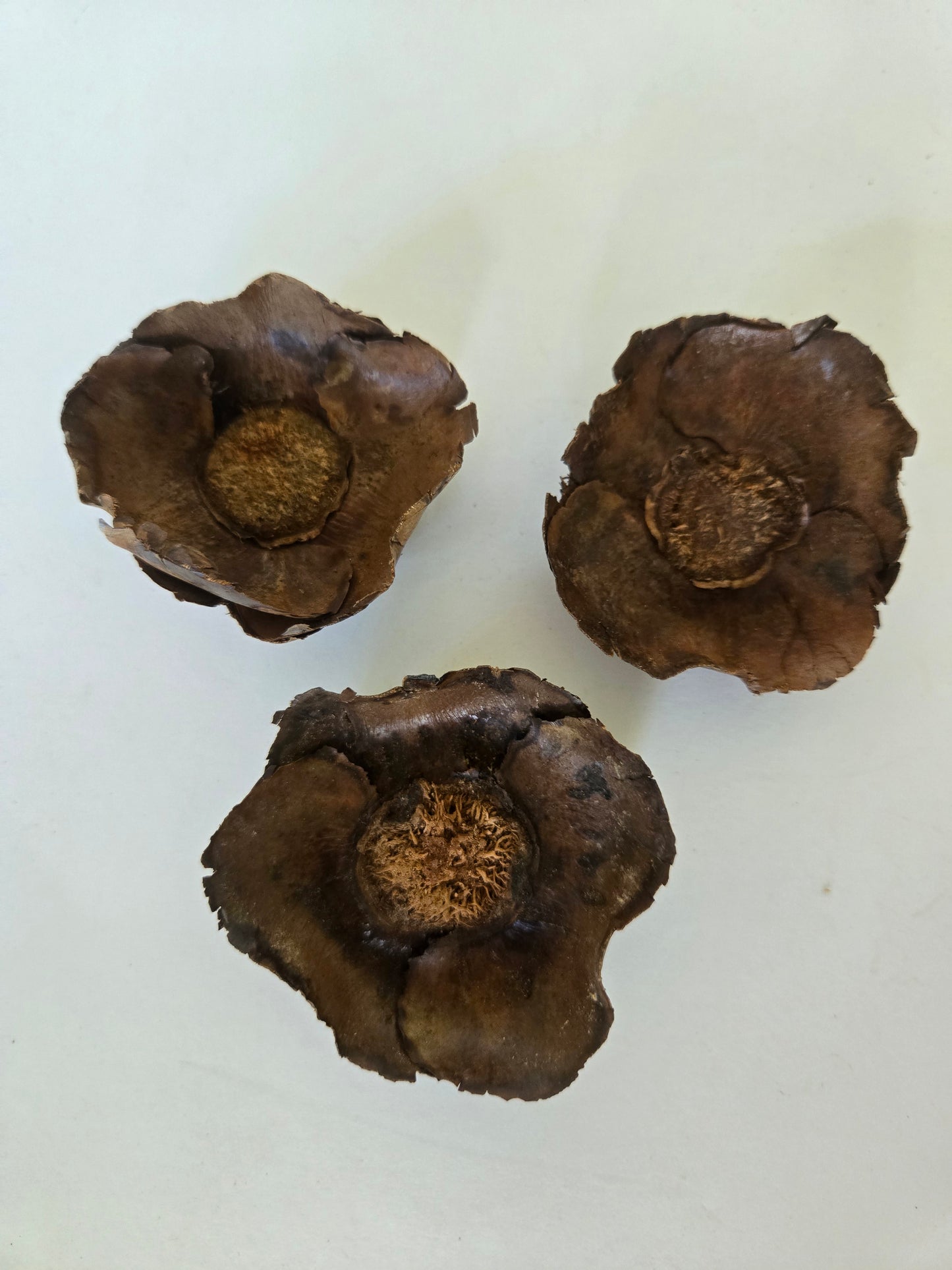 Small Coco Flowers Caps (WHOLESALE)