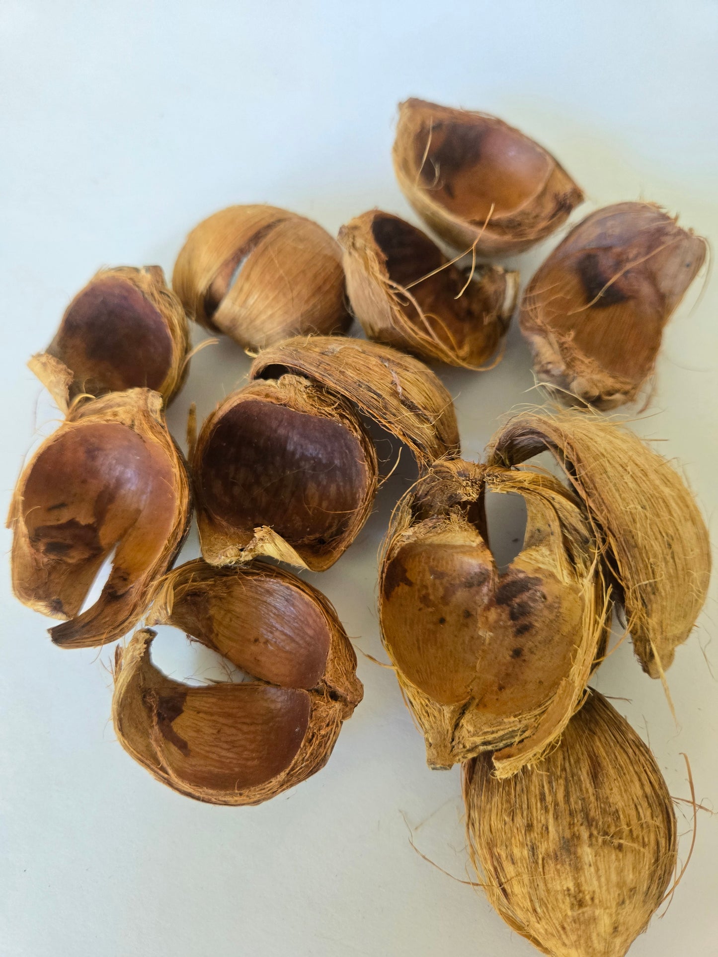 Betel Nut Husks