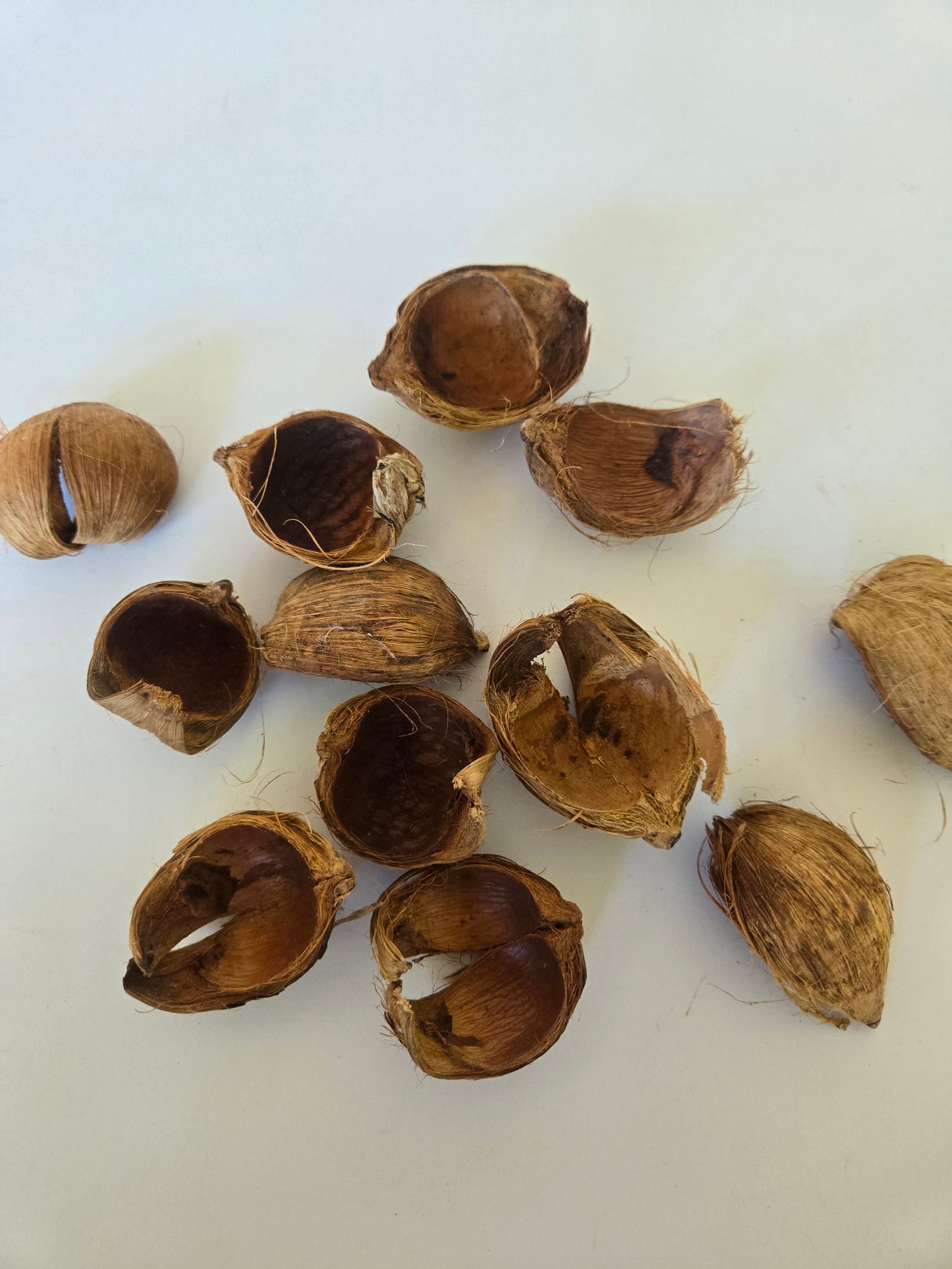 Betel Nut Husks