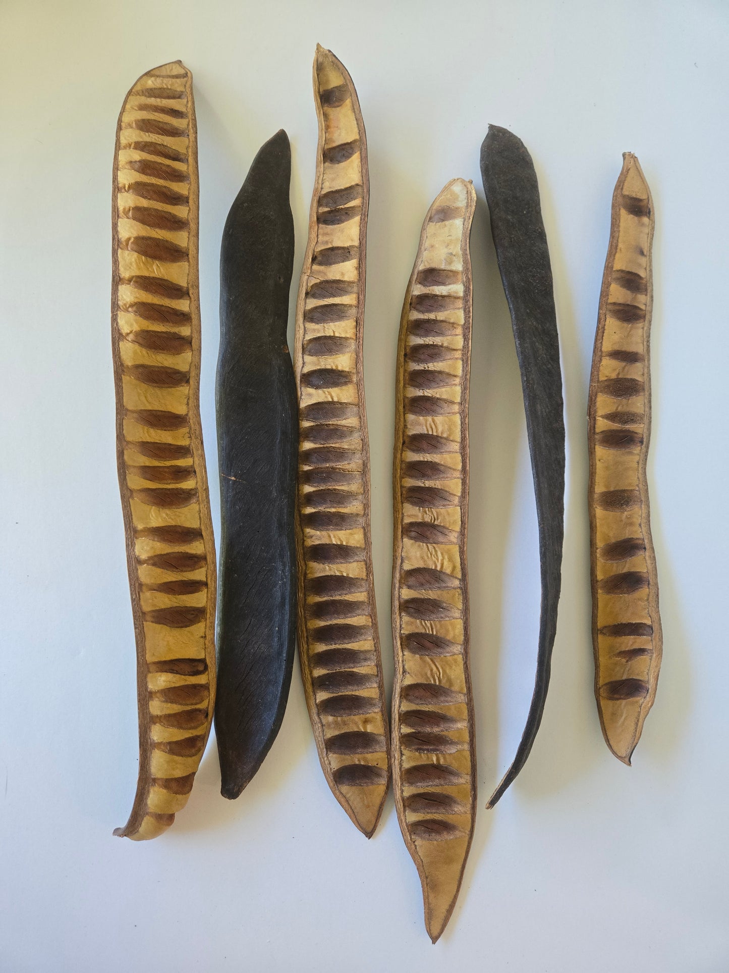 Step Fruit Botanical
