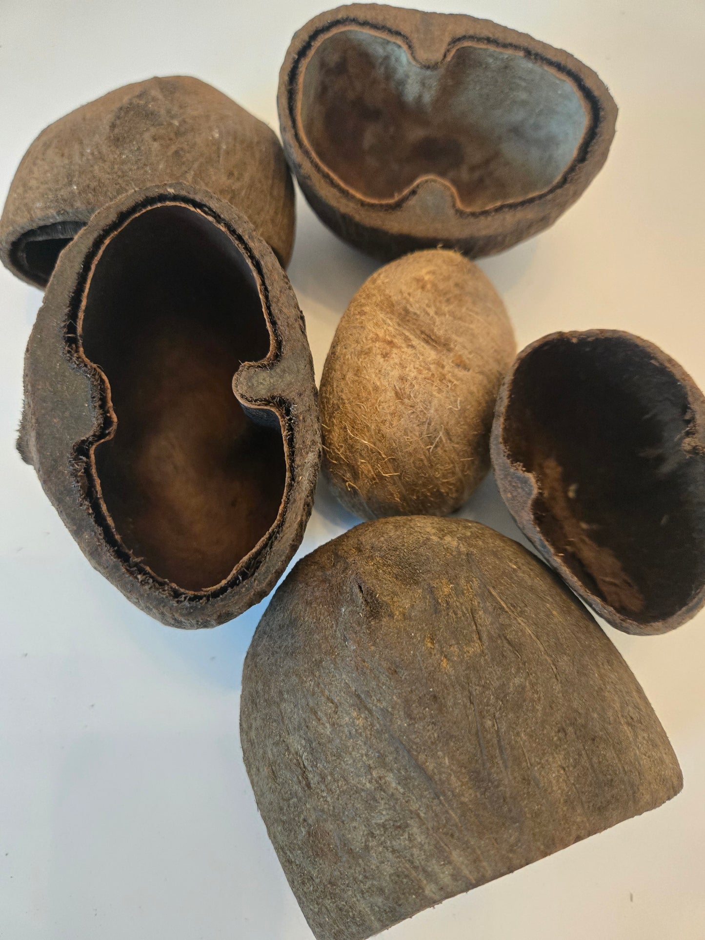 Palm Pod