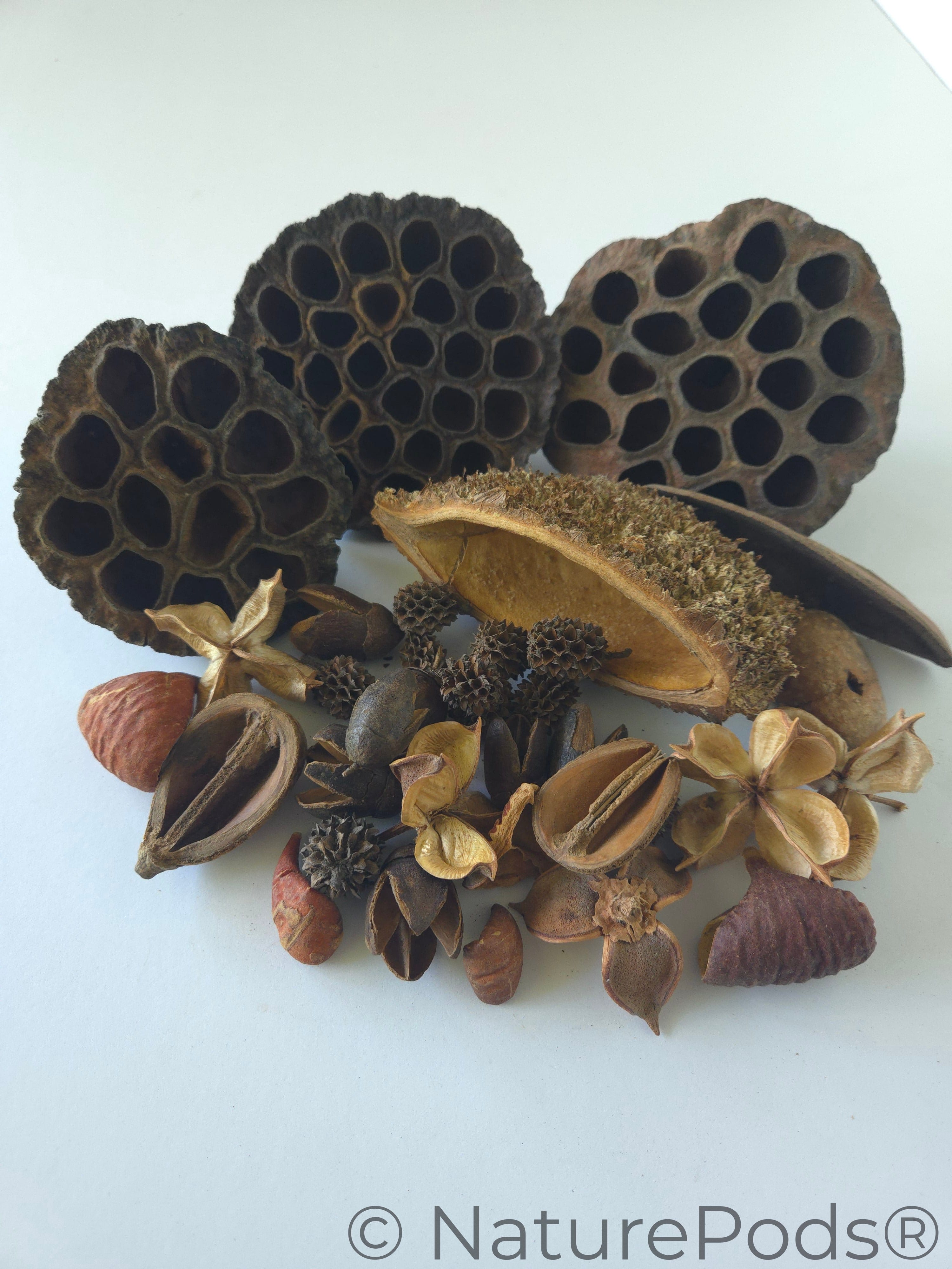 left botanical ○ pod サイズM Botanical Seed Pod Variety Pack — Aquarium, Terrarium & Isopod