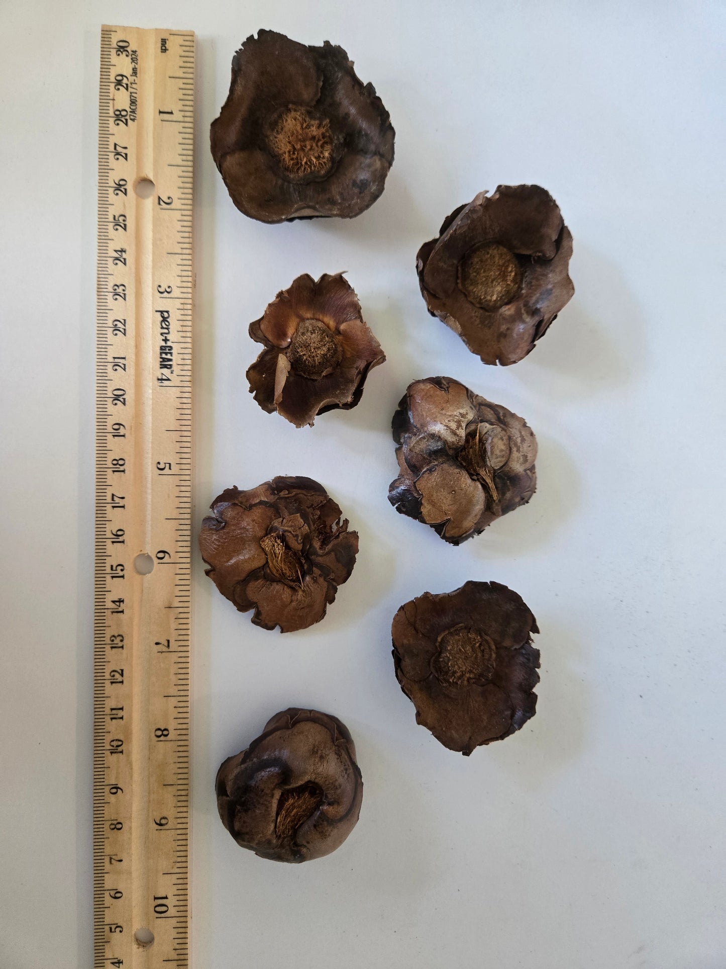 Small Coco Flowers Caps (WHOLESALE)