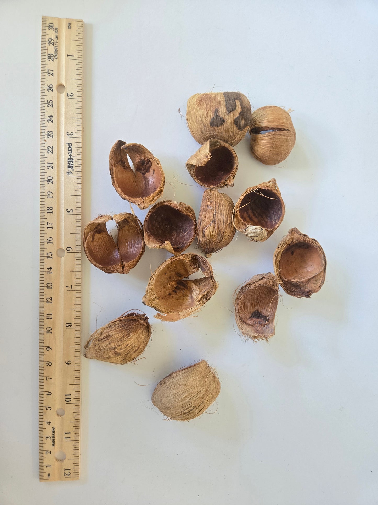 Betel Nut Husks