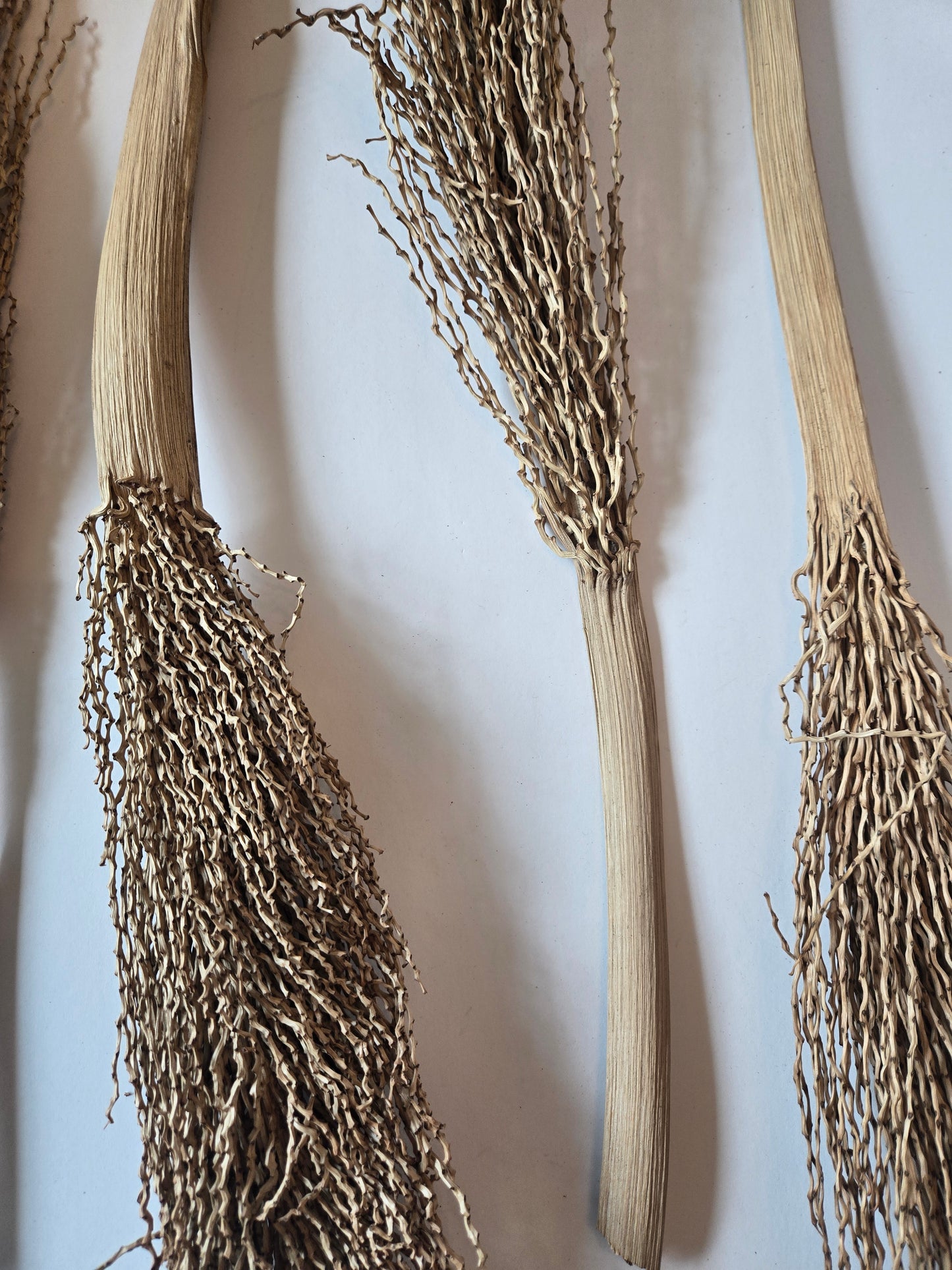 Date Palm Stalk