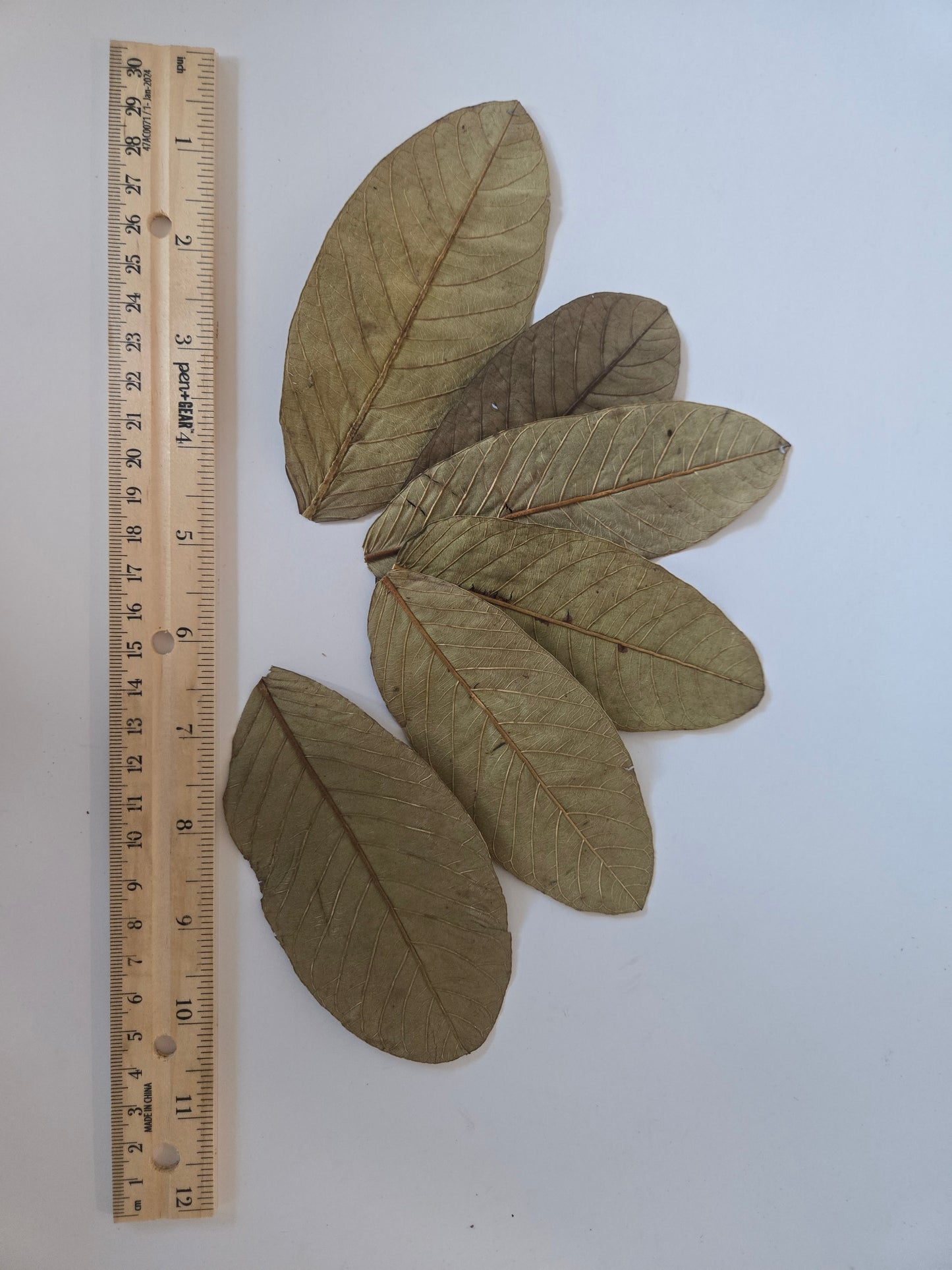 Dried Guava Leaves - 25 pack