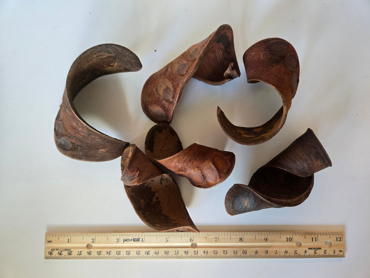 Elephant Ear Seed Pods