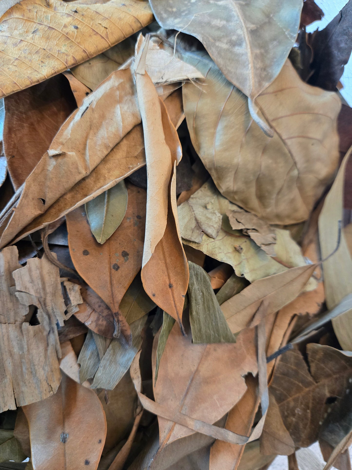 Tropical Leaf Litter Mix - 1 Pound