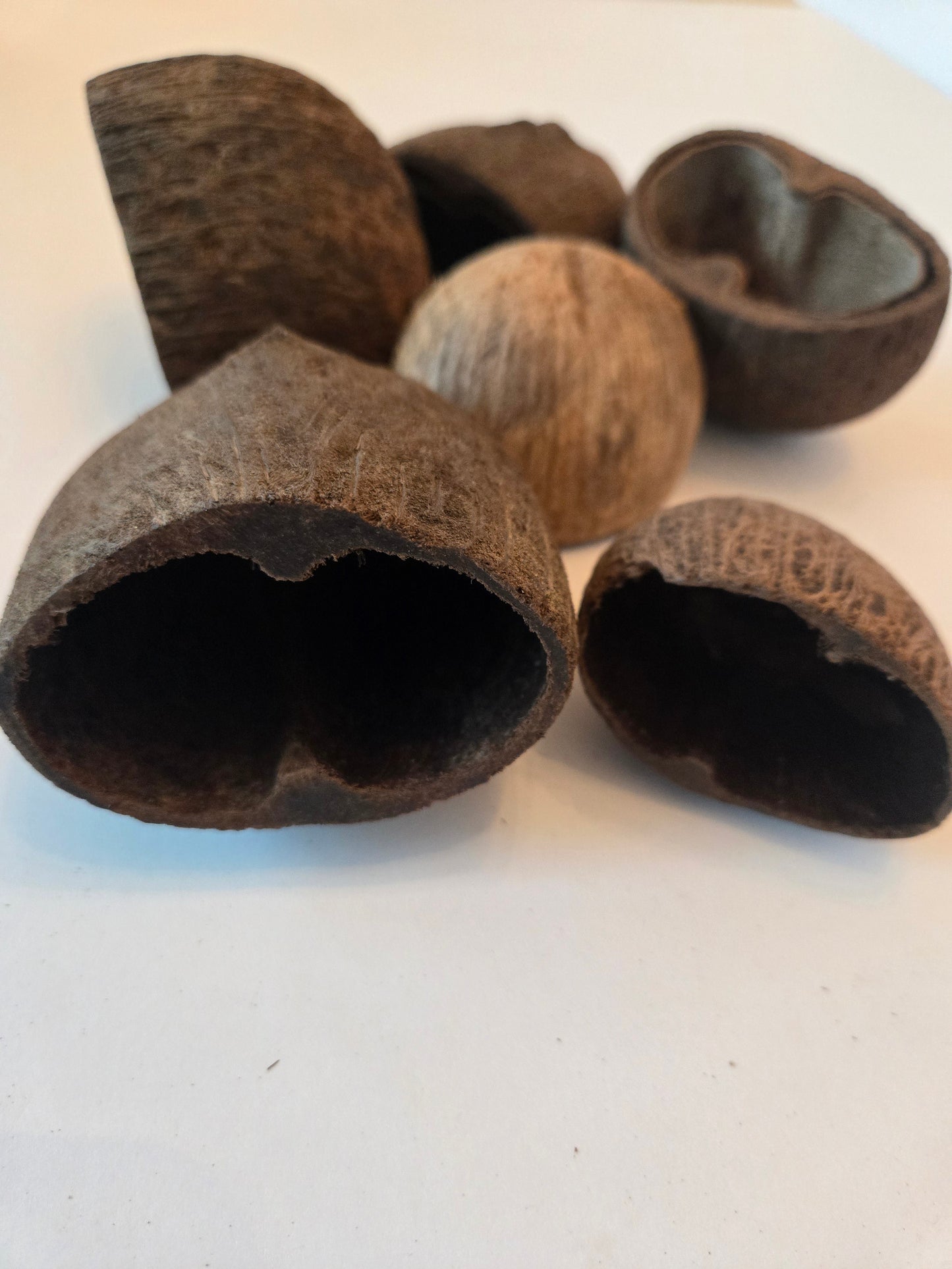 Palm Pod
