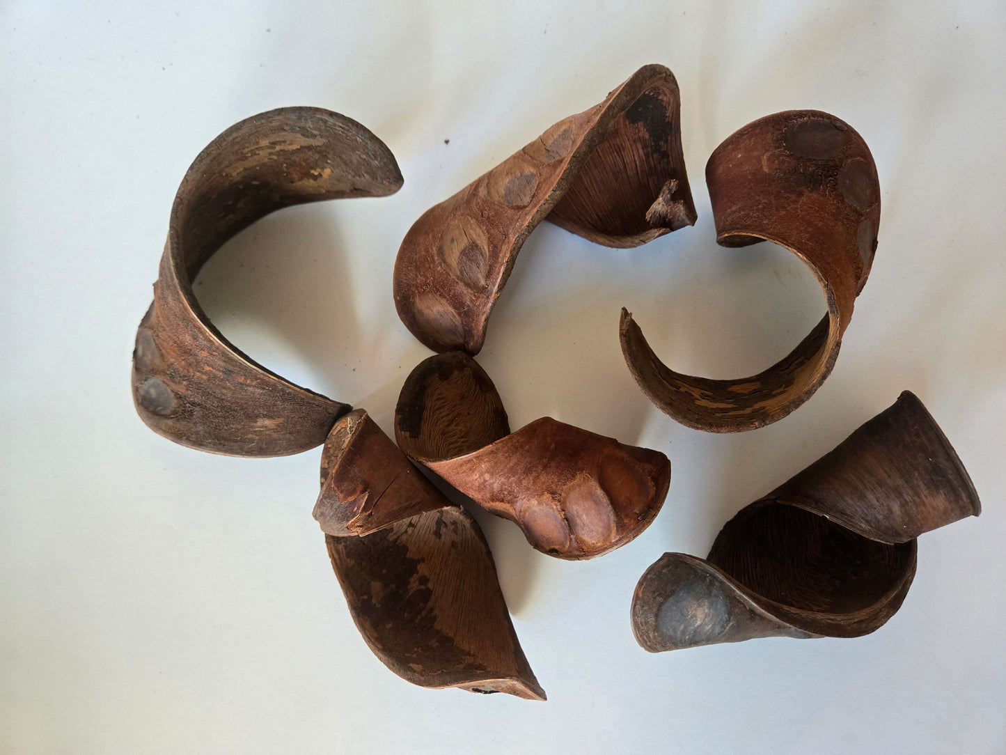 Elephant Ear Seed Pods