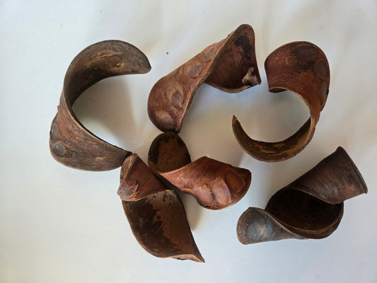 Elephant Ear Seed Pods