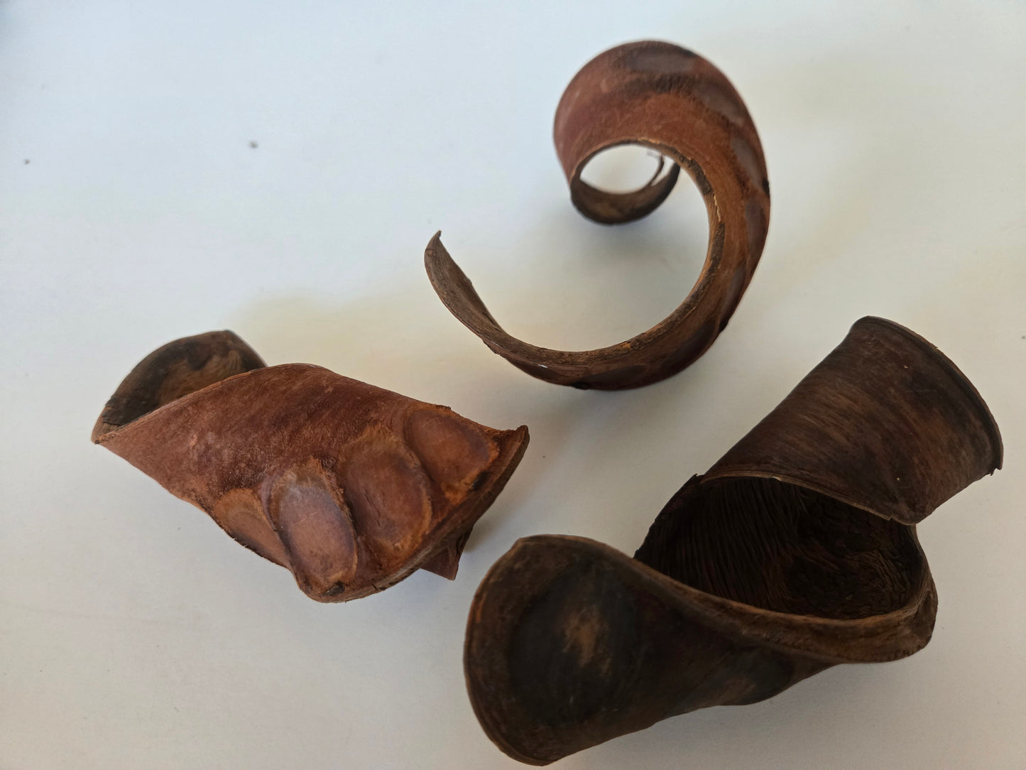 Elephant Ear Seed Pods