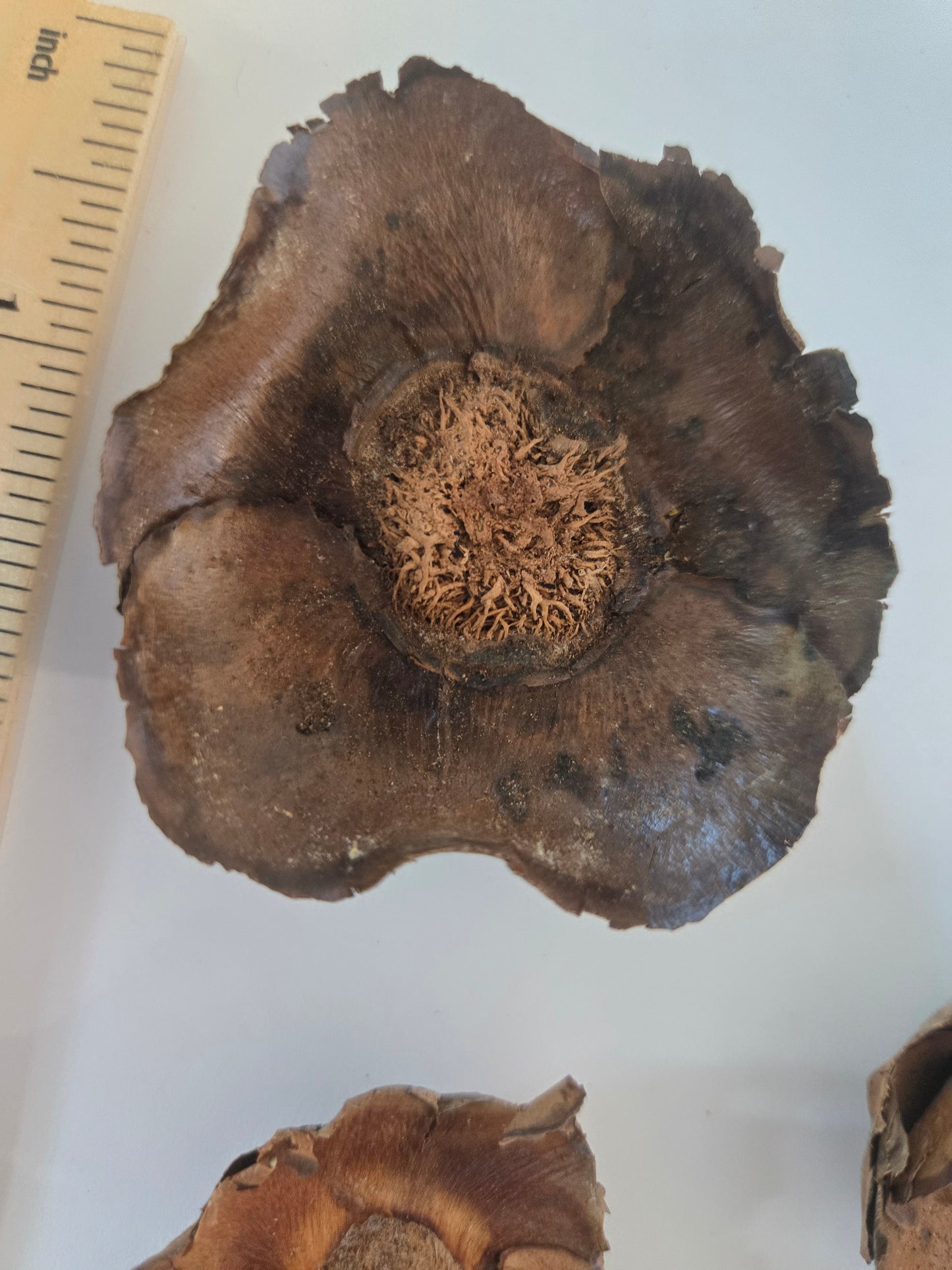 Small Coco Flowers Caps (WHOLESALE)