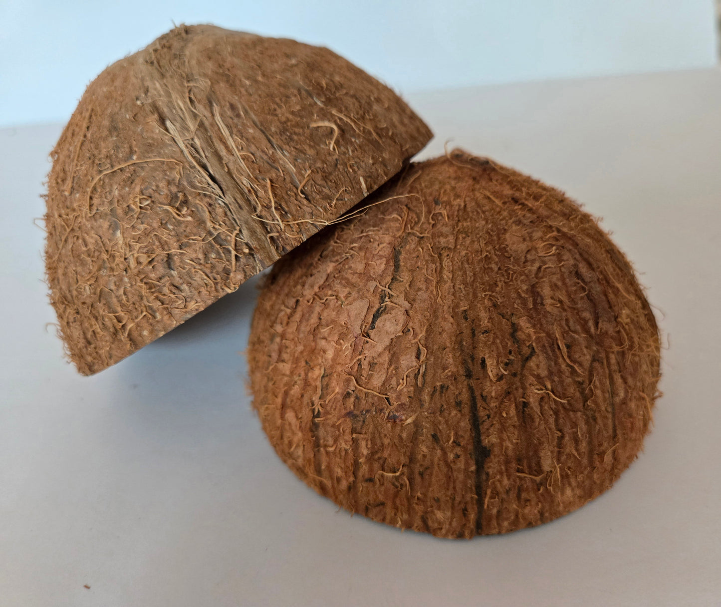 Coconut Shell Half