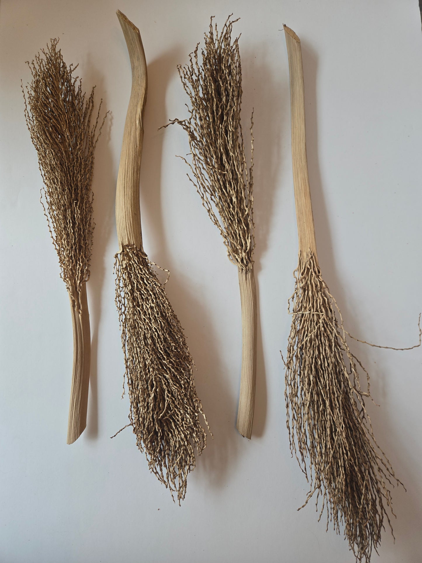 Date Palm Stalk