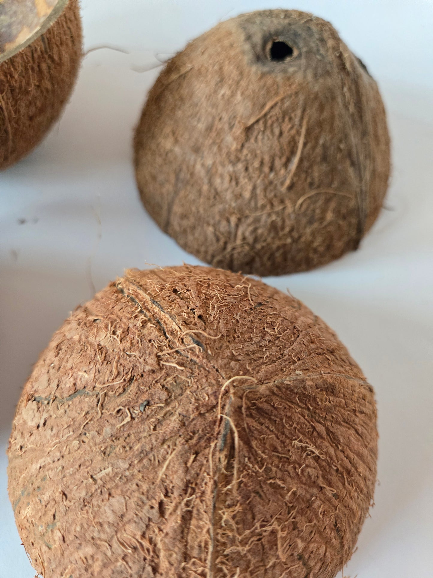 Coconut Shell Half