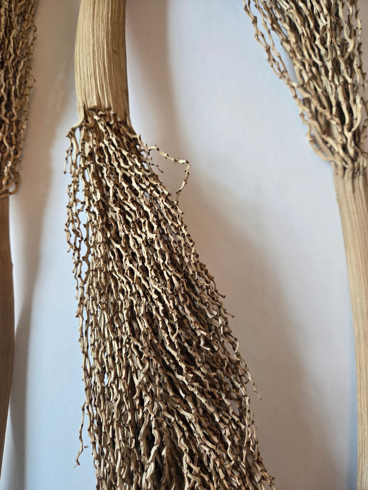 Date Palm Stalk