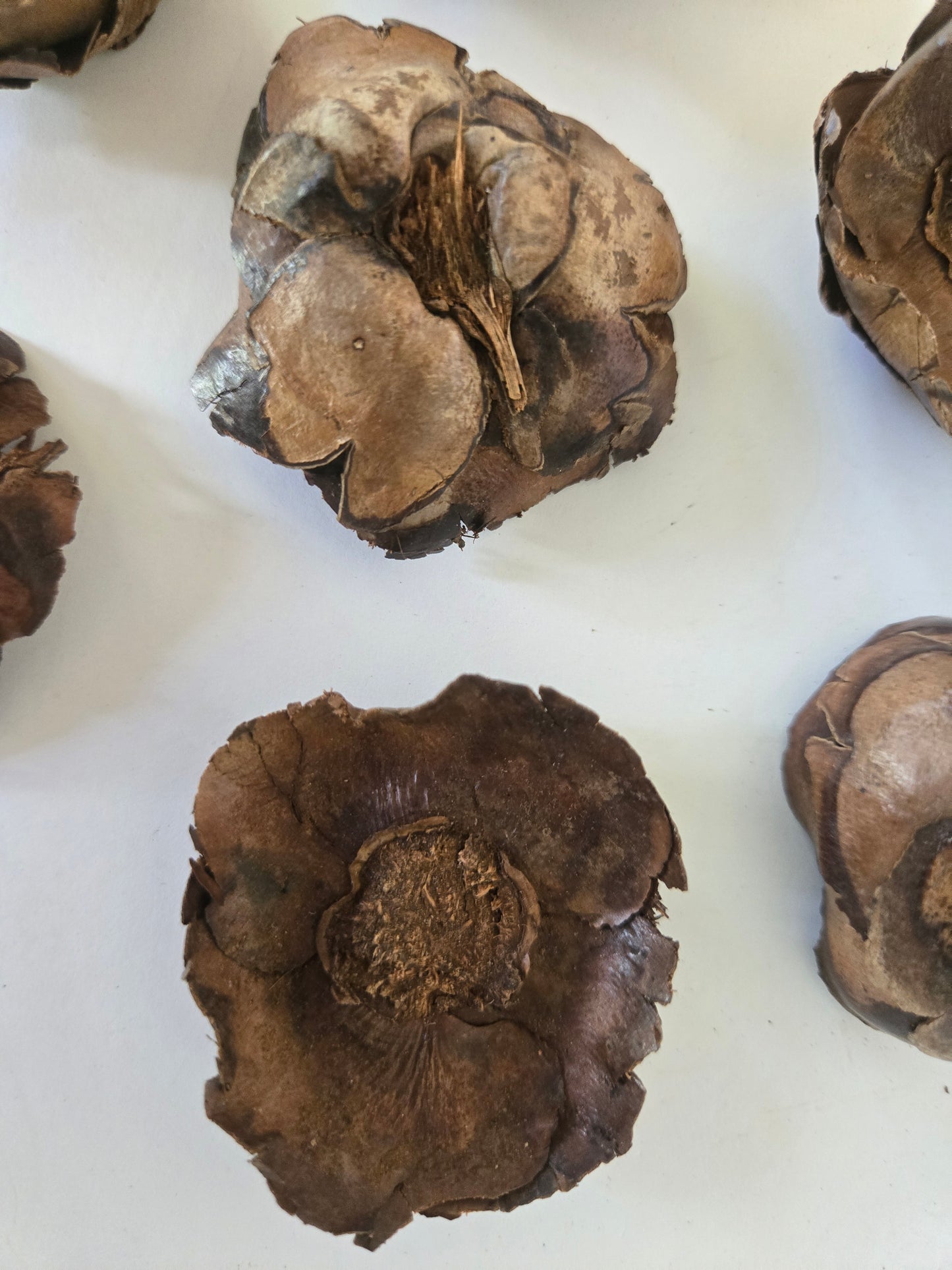 Small Coco Flowers Caps (WHOLESALE)