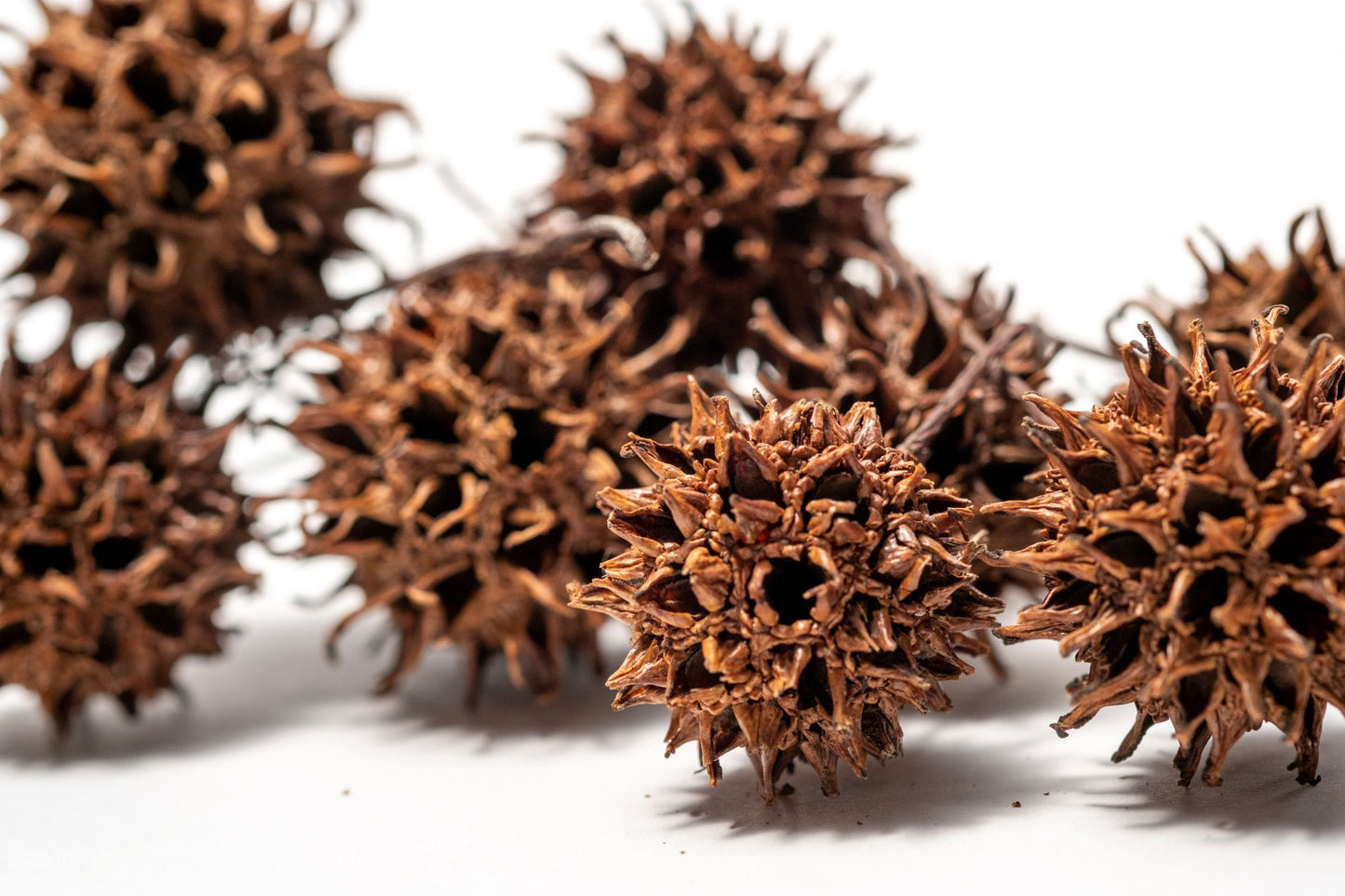 Close-up of brown spiky seed pods on a white background