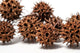 Close-up of brown spiky seed pods on a white background
