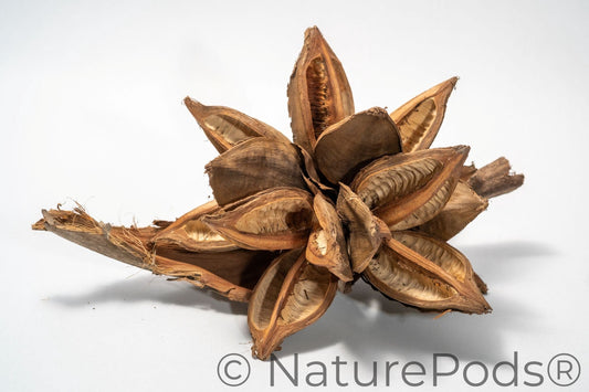 Starry Pod is a dried, brown botanical with multiple open segments and a rough, woody texture. Displayed on a marbled surface, its curling edges make it ideal for home decor or unique natural crafts. Shown on a white background.