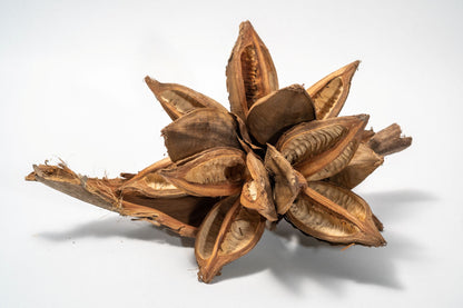 Starry Pod is a dried, brown botanical with multiple open segments and a rough, woody texture. Displayed on a marbled surface, its curling edges make it ideal for home decor or unique natural crafts.  Shown on a white background.