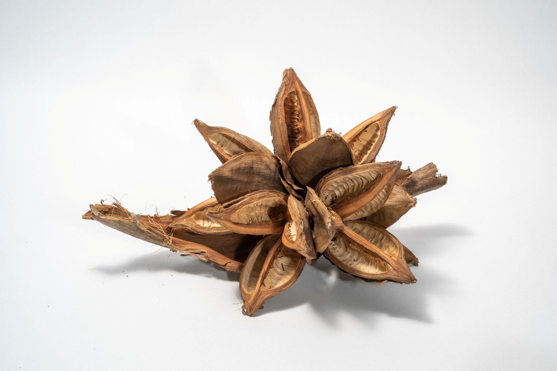 Starry Pod is a dried, brown botanical with multiple open segments and a rough, woody texture. Displayed on a marbled surface, its curling edges make it ideal for home decor or unique natural crafts.  Shown on a white background.