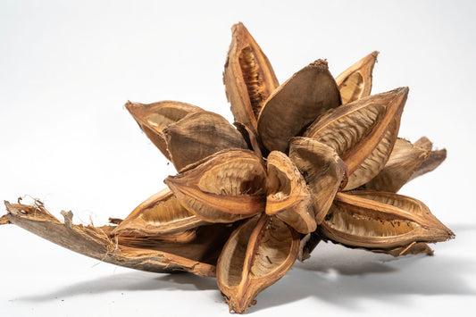 Starry Pod is a dried, brown botanical with multiple open segments and a rough, woody texture. Displayed on a marbled surface, its curling edges make it ideal for home decor or unique natural crafts.  Shown on a white background.