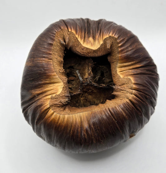 Close-up of a dark brown Talami seed pod that has a wrinkled texture.  Shown on a white background.