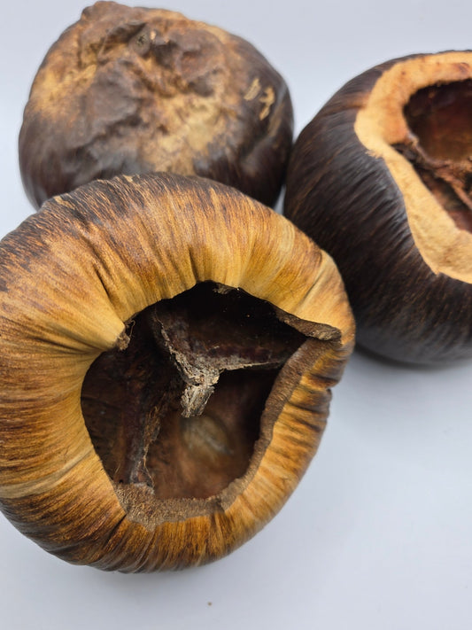 Close-up of a dark brown Talami seed pod that has a wrinkled texture.  Shown on a white background.