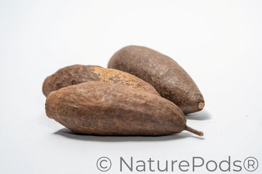 Three dried Trumpet Seed Pods rough, brown surfaces and hollow, jagged openings are arranged on a white background—perfect for aquarium decor, shrimp hides, or bioactive terrariums. Betta botanicals and isopod botanicals.