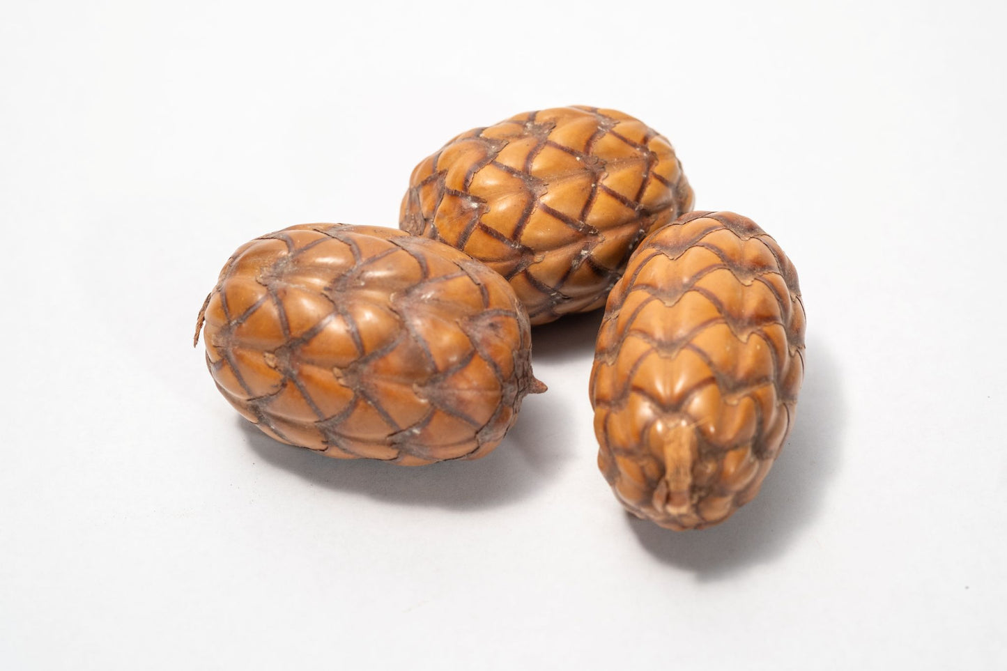 A close-up of several Dragon Egg Pod (Uxi Pod), a unique textured brown botanical often used in aquarium or bioactive terrarium setups.