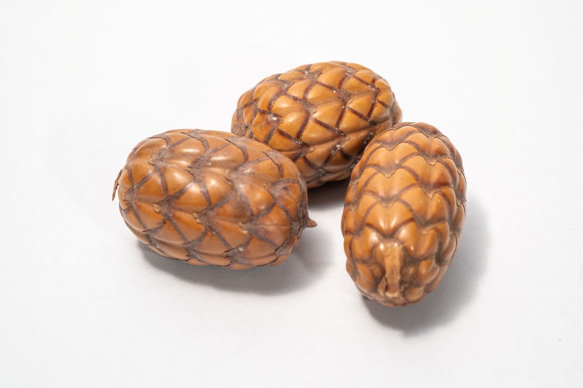 A close-up of several Dragon Egg Pod (Uxi Pod), a unique textured brown botanical often used in aquarium or bioactive terrarium setups.