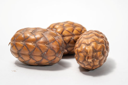 Three brown Dragon Egg Pods (Uxi Pods) are shown side by side on a white background. These oval, textured pods with segmented patterns are perfect for bioactive terrariums or as aquarium botanicals.