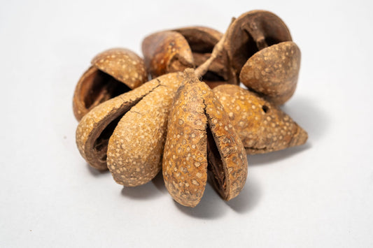 A pile of dried brown pear pods that are split open on a white background.